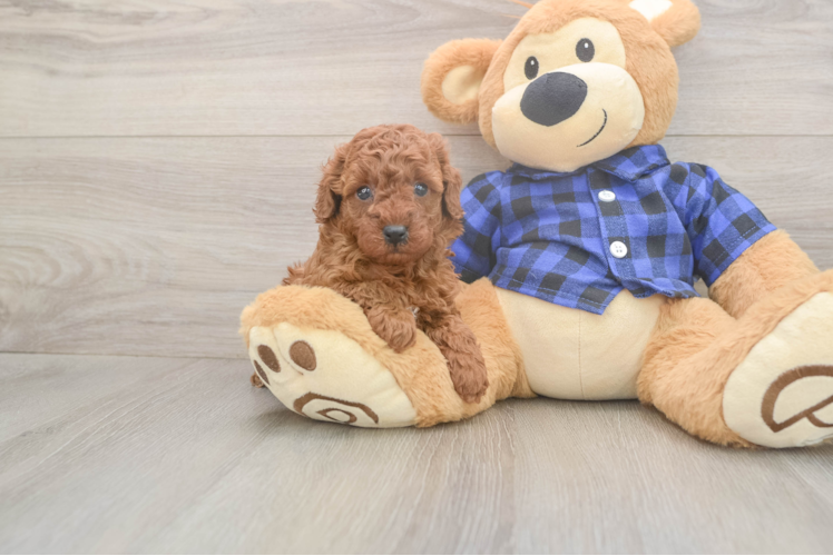 Cute Pudle Purebred Puppy