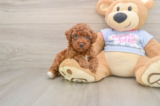 Poodle Pup Being Cute