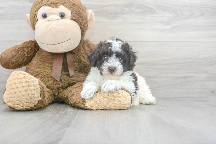 Friendly Poodle Purebred Pup