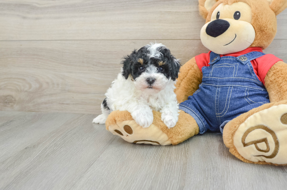 7 week old Poodle Puppy For Sale - Puppy Love PR