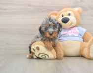 8 week old Poodle Puppy For Sale - Puppy Love PR