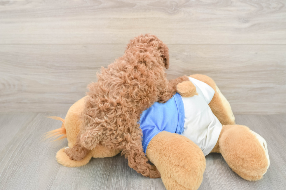 Small Poodle Purebred Pup