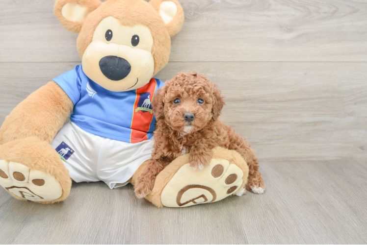 Hypoallergenic Poodle Baby