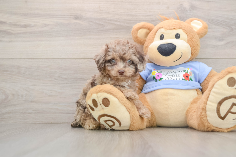 Happy Pudel Purebred Puppy