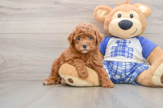 Poodle Puppy for Adoption