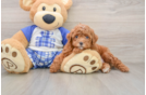Sweet Caniche Purebred Puppy