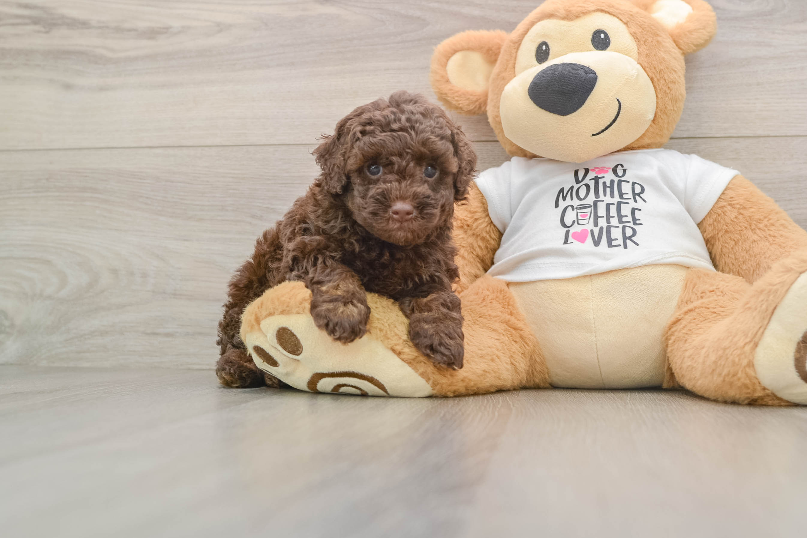 Sweet Pudel Purebred Puppy