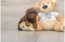 Sweet Pudel Purebred Puppy