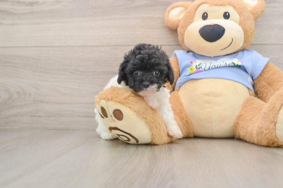 Poodle Pup Being Cute
