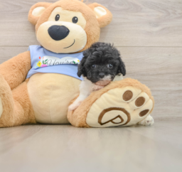6 week old Poodle Puppy For Sale - Puppy Love PR