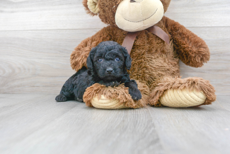 Meet Opel - our Poodle Puppy Photo 1/3 - Puppy Love PR Cute Poodle Baby