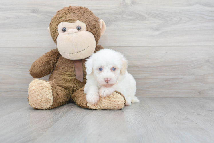 Meet Opel - our Poodle Puppy Photo 1/3 - Puppy Love PR Cute Pudle Purebred Puppy