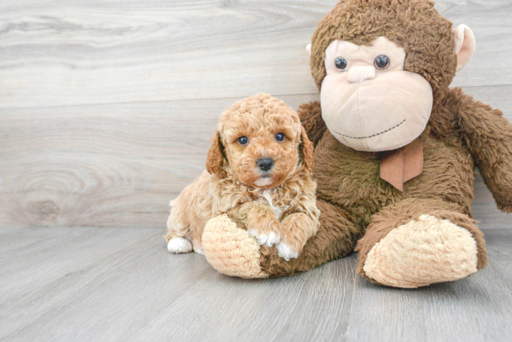 Meet Opel - our Poodle Puppy Photo 1/3 - Puppy Love PR Poodle Puppy for Adoption