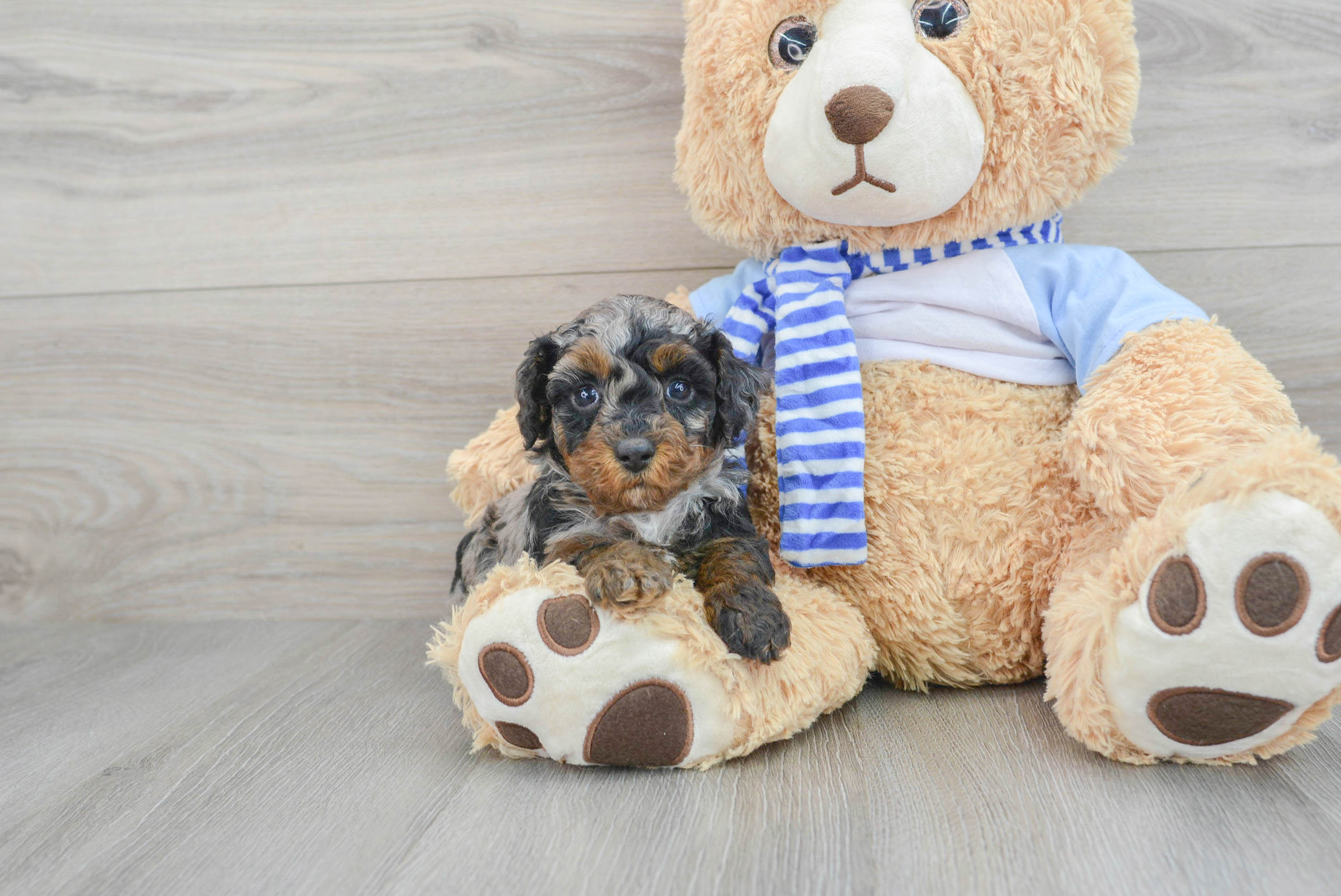 Poodle Pup Being Cute