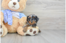 Playful Poodle Purebred Pup
