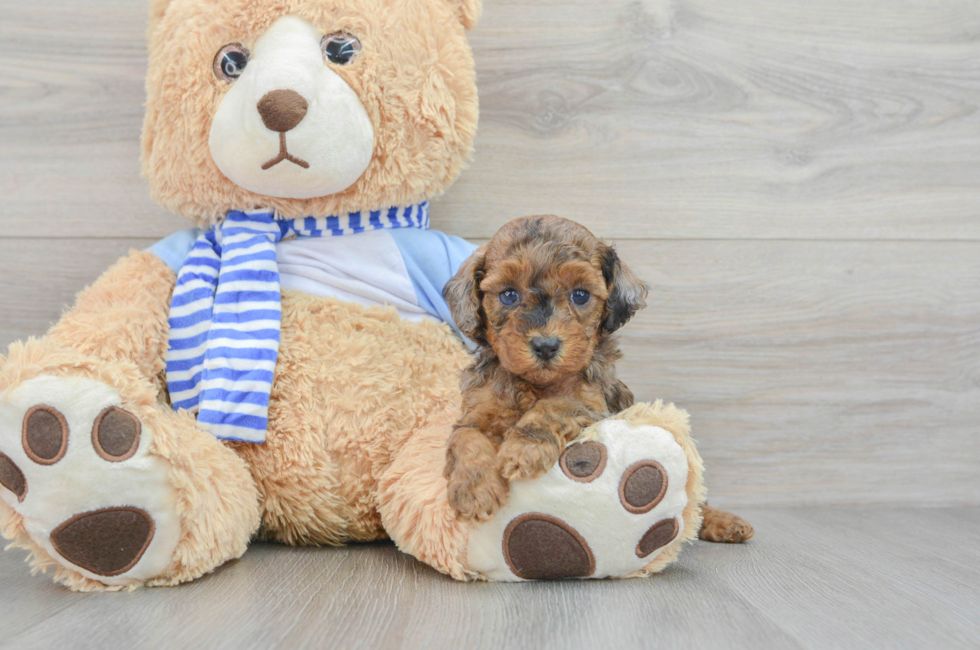 5 week old Poodle Puppy For Sale - Puppy Love PR