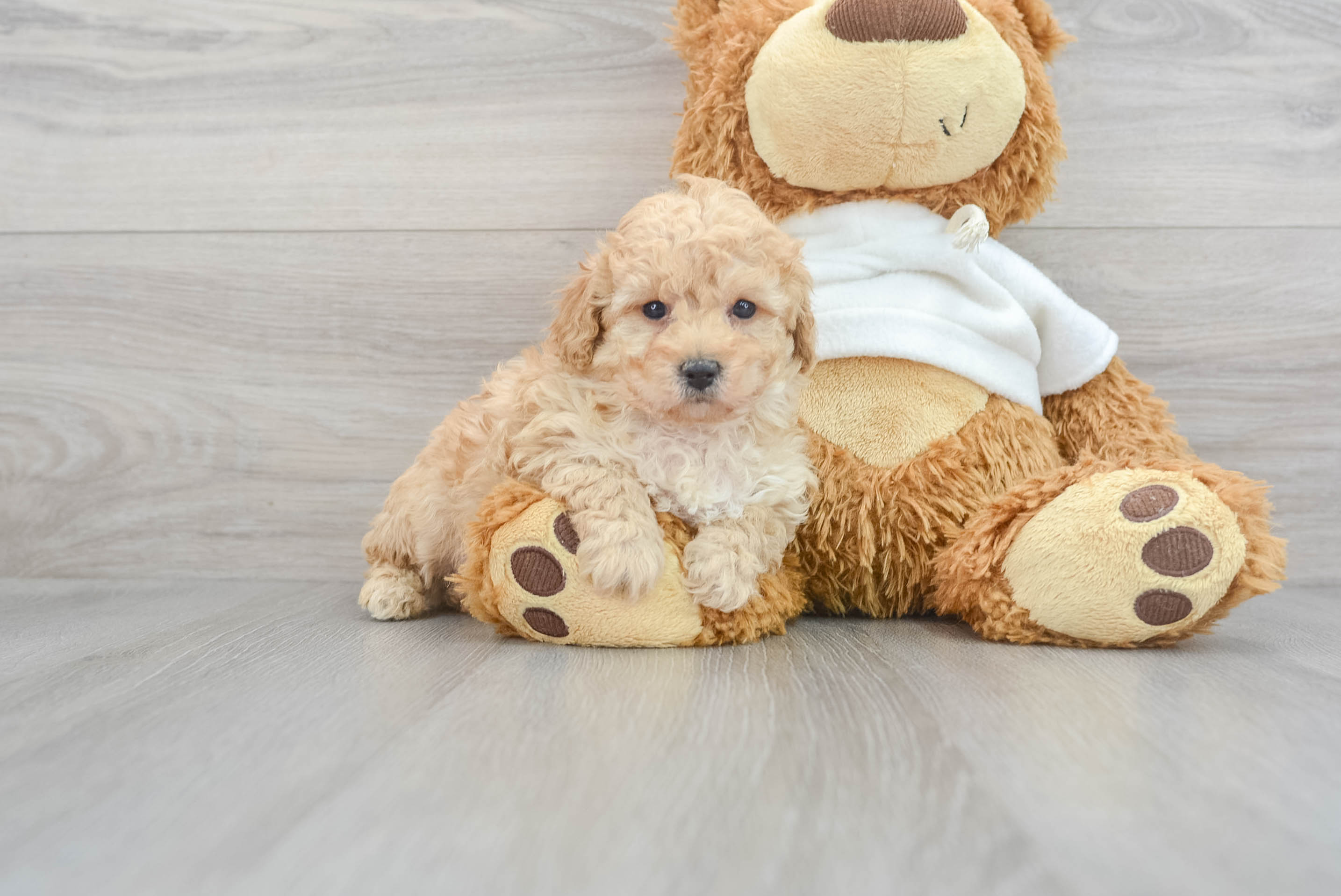 Playful Poodle Purebred Pup