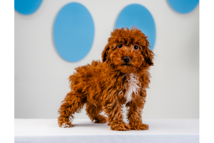 Poodle Pup Being Cute