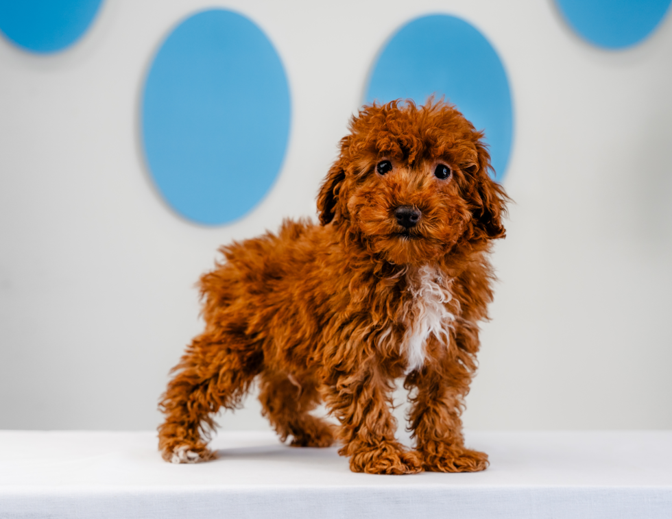 Poodle Pup Being Cute