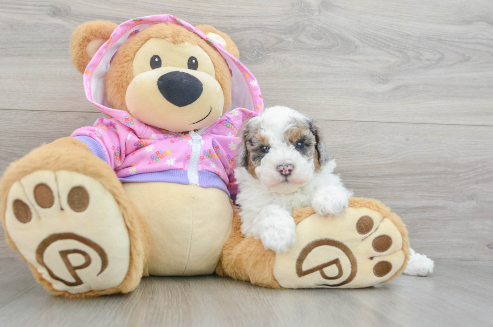 5 week old Poodle Puppy For Sale - Puppy Love PR