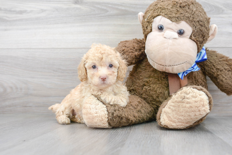 Poodle Pup Being Cute