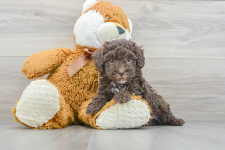 Meet Oz - our Poodle Puppy Photo 1/3 - Puppy Love PR Best Poodle Baby