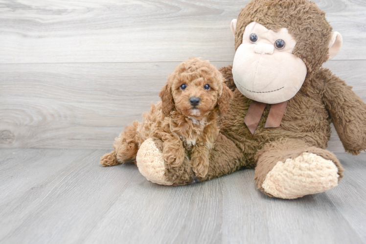 Poodle Pup Being Cute