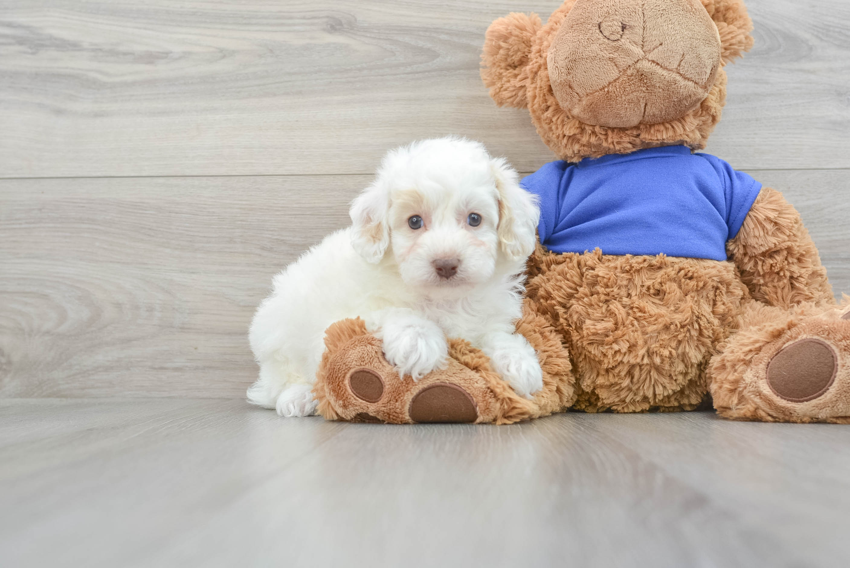 Best Poodle Baby