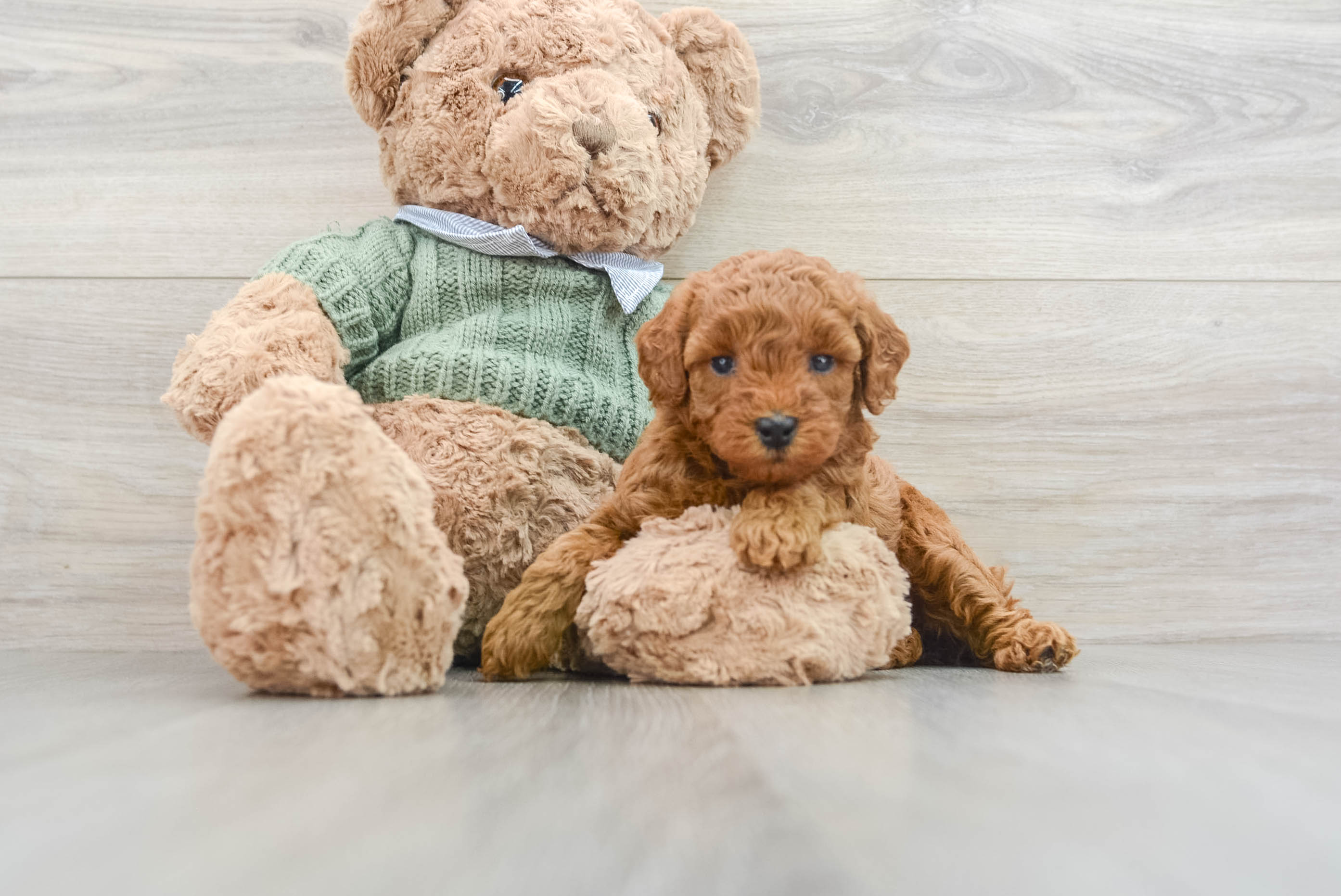 Poodle Puppy for Adoption