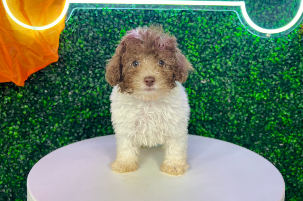 11 week old Poodle Puppy For Sale - Puppy Love PR