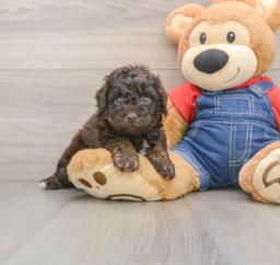 7 week old Poodle Puppy For Sale - Puppy Love PR