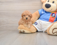 9 week old Poodle Puppy For Sale - Puppy Love PR