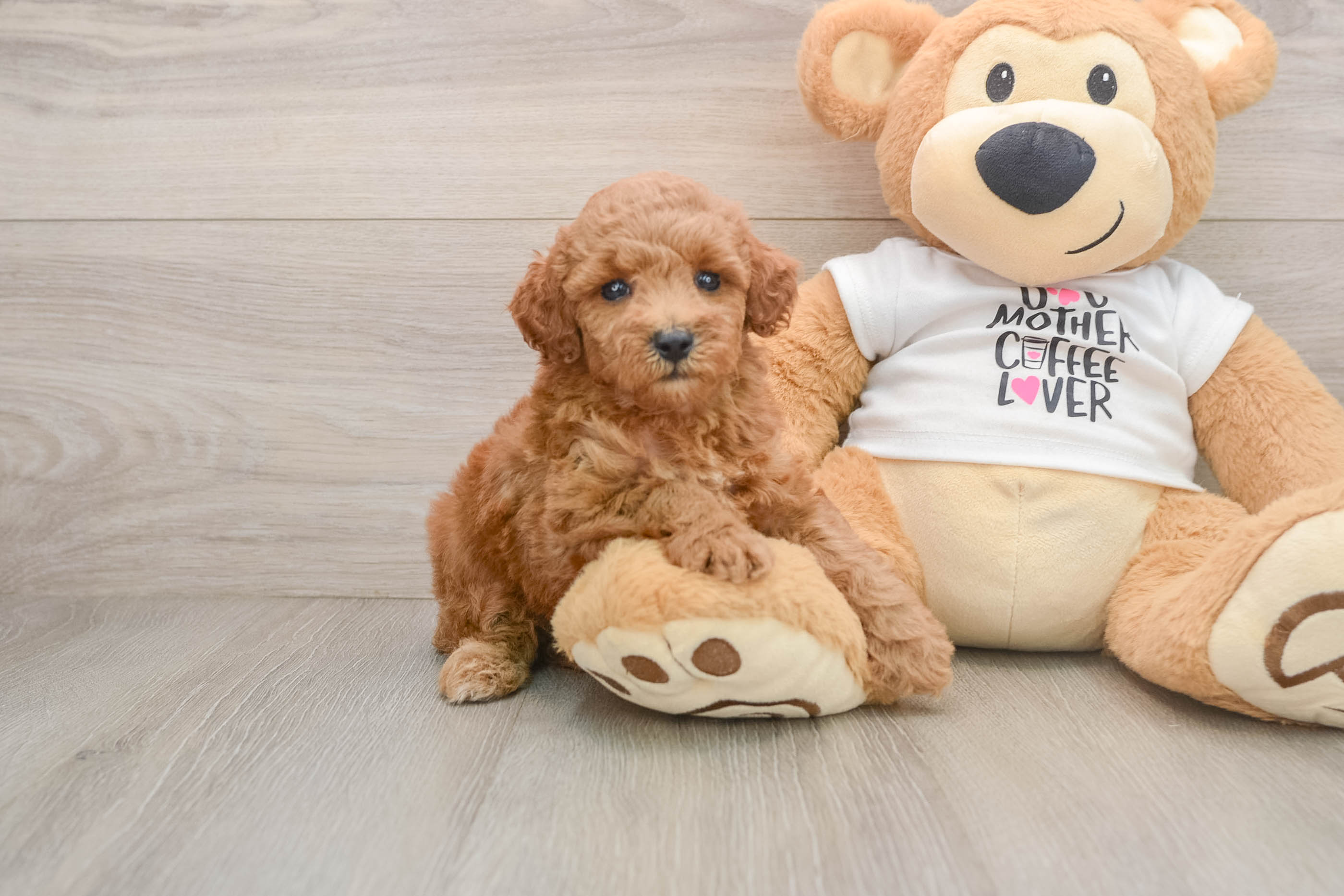 Poodle Puppy for Adoption