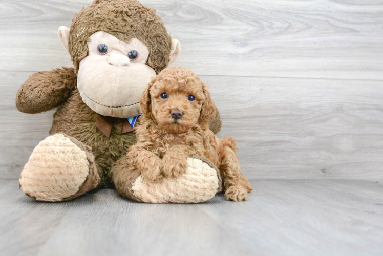 Meet Paige - our Poodle Puppy Photo 1/3 - Puppy Love PR Cute Poodle Baby