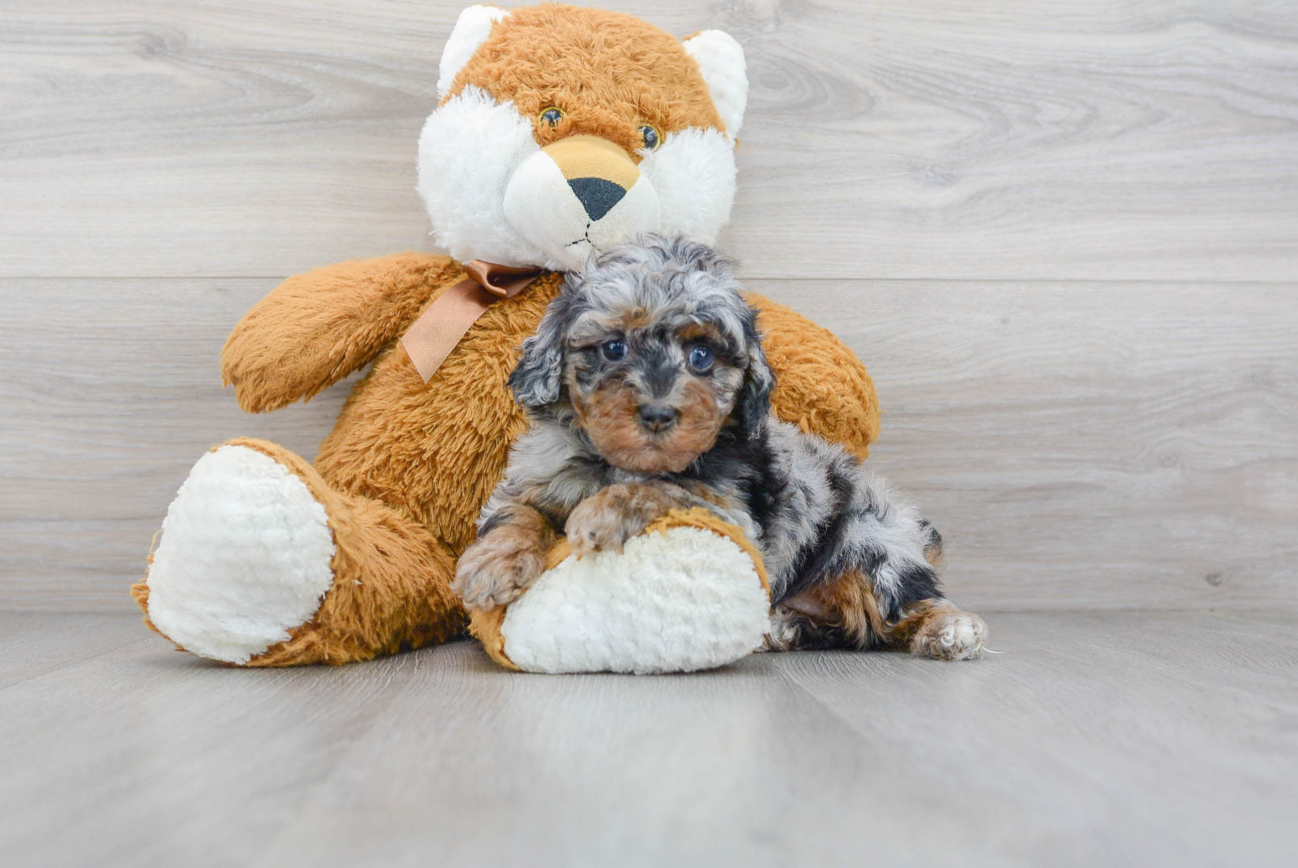 Best Poodle Baby