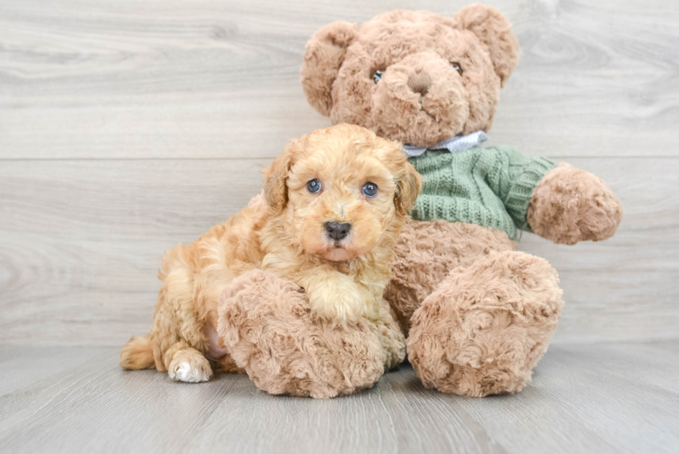 Akc Registered Poodle Purebred Pup