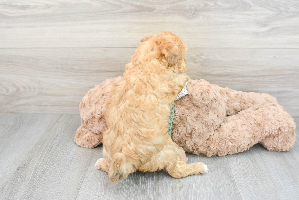 Best Poodle Baby