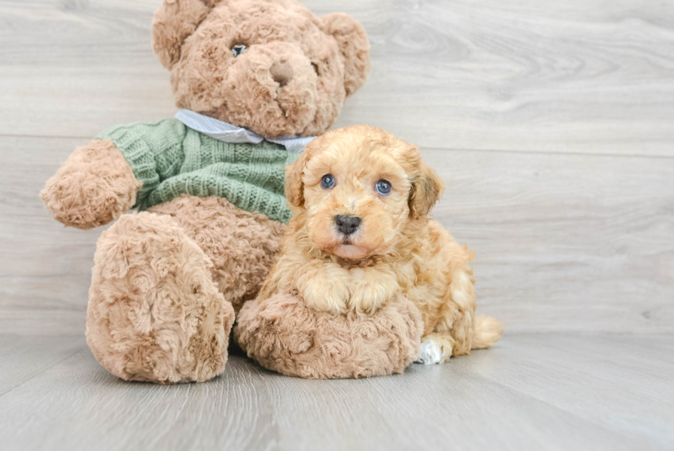 Funny Poodle Baby