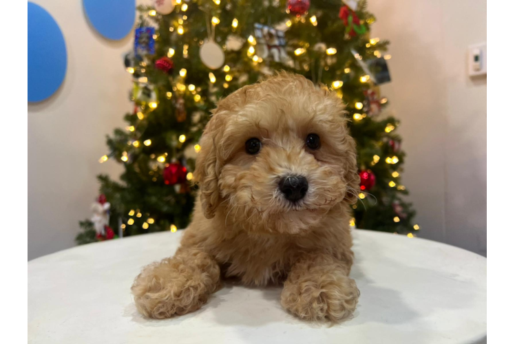Cute Poodle Baby