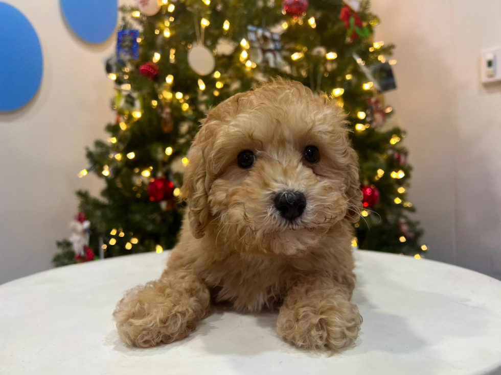 Cute Poodle Baby