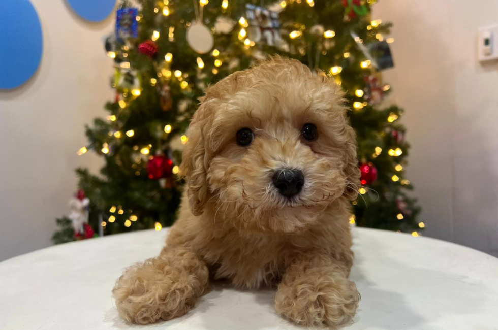 10 week old Poodle Puppy For Sale - Puppy Love PR