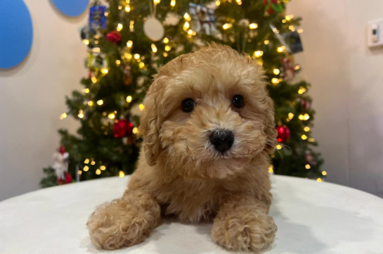 Cute Poodle Baby
