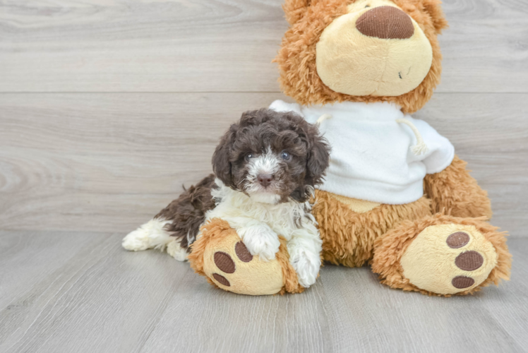 Meet Parfait - our Poodle Puppy Photo 1/3 - Puppy Love PR Best Poodle Baby