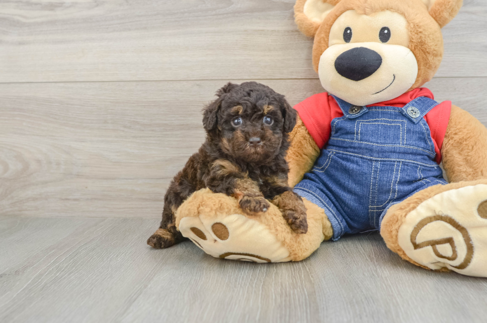 5 week old Poodle Puppy For Sale - Puppy Love PR