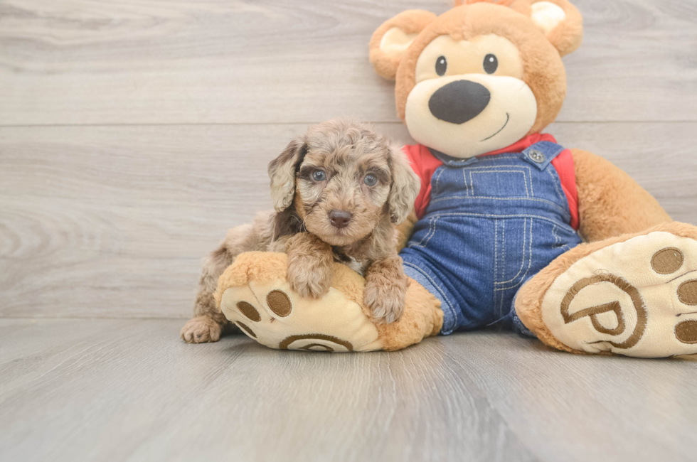 6 week old Poodle Puppy For Sale - Puppy Love PR
