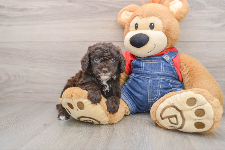 Poodle Puppy for Adoption