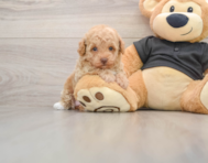 7 week old Poodle Puppy For Sale - Puppy Love PR
