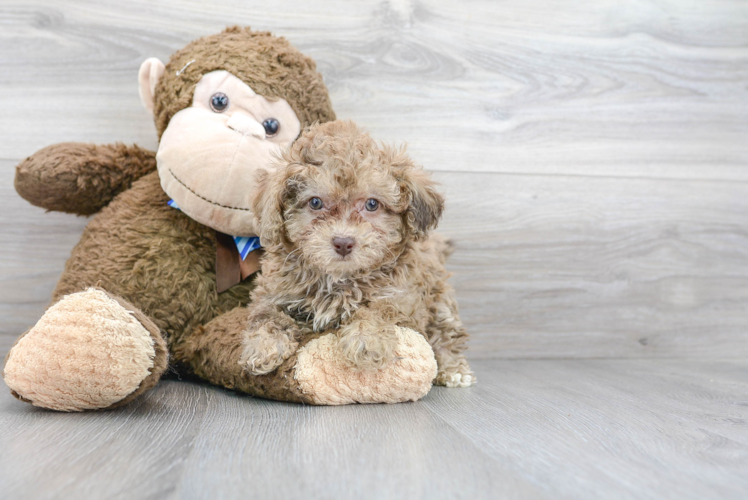 Cute Poodle Purebred Pup