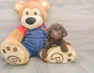 7 week old Poodle Puppy For Sale - Puppy Love PR 7 week old Poodle Puppy For Sale - Puppy Love PR