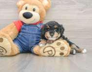 6 week old Poodle Puppy For Sale - Puppy Love PR